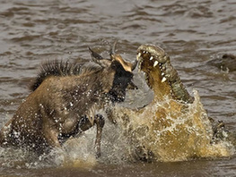 50张摄影作品展现肯尼亚之美