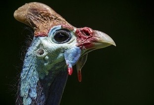 野性之美：国家地理野生动物摄影精粹版