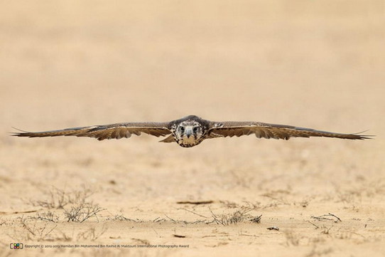 全球最高奖金 哈姆丹国际摄影奖优胜作品