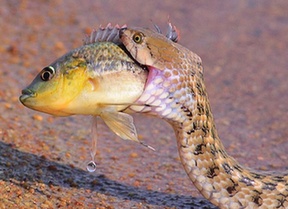 危情时刻：当自然狙击手遭遇快门狙击