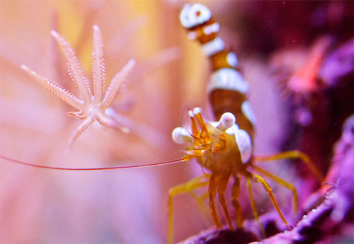 探秘神奇的海底世界 充满活力的微距魅力