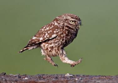 摄影师拍摄猫头鹰在捕食中的可爱瞬间