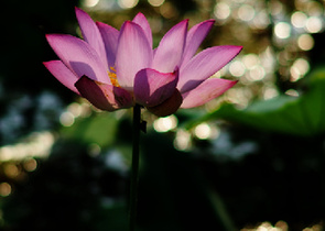 此花此叶长相映