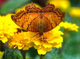蝶飞花香长沙城
