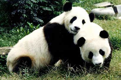 【镜界】盘点中国大熊猫都去哪了