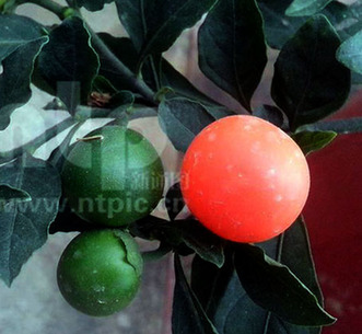 青涩到鲜艳色差的成长