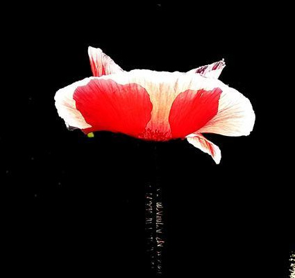 流光益彩虞美人