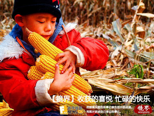 【镜界】大地情怀：收获的喜悦和忙碌的快乐