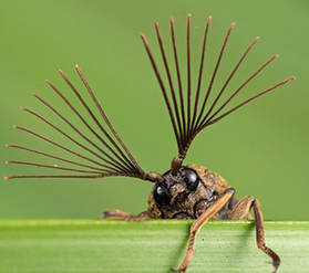 驚艷的昆蟲攝影