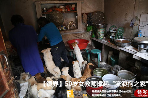 甘肃平凉50岁女教师撑起&ldquo;流浪狗之家&rdquo;