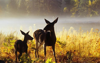 探秘美国风景最美的国家公园&mdash;&mdash;约塞米蒂国家公园