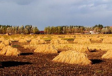 金灿灿的丰收之歌