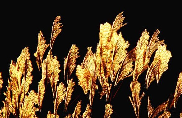 秋风中狗岛上洁白如云的那片荻花