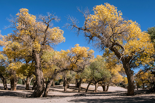额济纳旗之大漠胡杨林