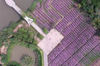 “广州绿心”的花海之美