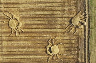 巨型“清水蟹”