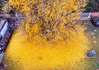 银杏落叶成金毯