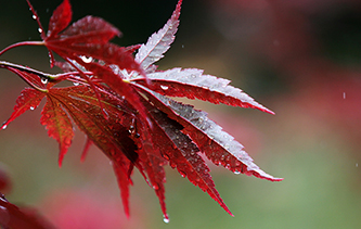 江苏扬州&ldquo;霜降&rdquo;到 &ldquo;枫&rdquo;情万种入画来