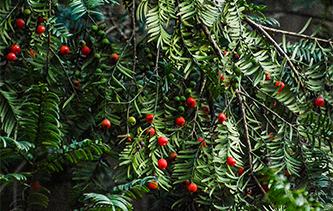 &ldquo;植物大熊猫&rdquo;红豆杉果实满枝头 宛如红色宝石随风摇曳