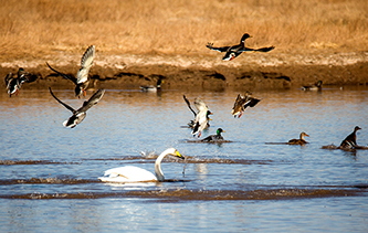 南迁候鸟&ldquo;集结&rdquo;甘肃张掖黑河湿地 鹳鹭翔集绘冬日美景