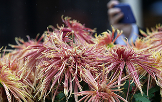江苏扬州&ldquo;立冬&rdquo;赏菊正当时 近万盆菊花色彩斑斓争奇斗艳