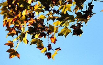 鏡頭下風吹葉落遍地金 江蘇揚州色彩斑斕秋意濃