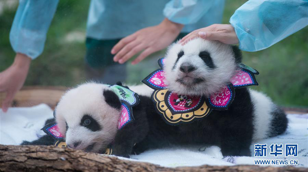 澳門大熊貓雙胞胎“健健”“康康”過“百天”