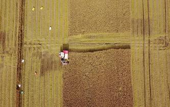 河北曹妃甸：金秋喜開豐收鐮