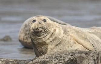 呆萌斑海豹洄遊棲息
