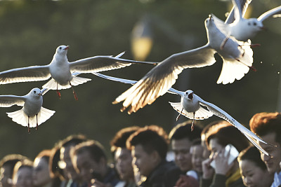 建设“美丽湾区”：粤港澳三地协同打造生态保护屏障