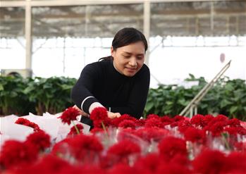 &ldquo;芳香经济&rdquo;走出致富路