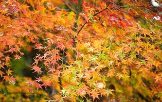 冬雨&ldquo;枫&rdquo;韵