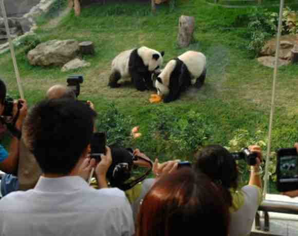 中央赠送澳门一对大熊猫