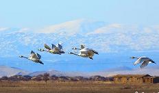 新疆哈巴河湿地生态改善 吸引天鹅停留栖息