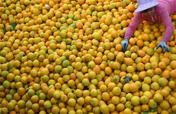 江西：&ldquo;脐橙之乡&rdquo;丰收采摘忙