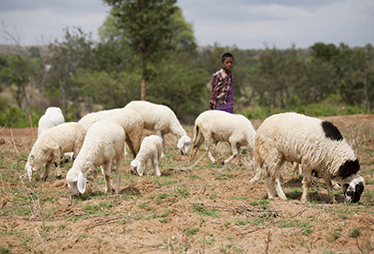 动物福利事关人类福祉