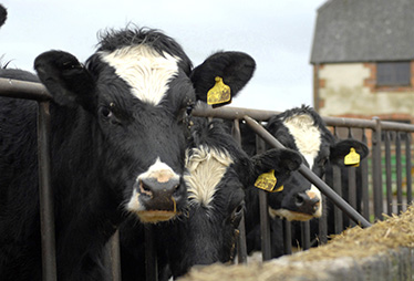 改善动物福利 提高食品安全