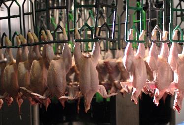 有逻辑讲文明的动物福利