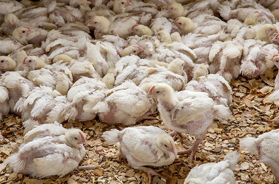 八成国人愿对快餐问题鸡肉说不