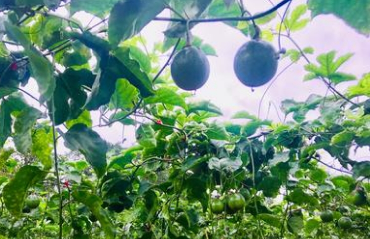 广西数百万贫困人口依托产业帮扶增收