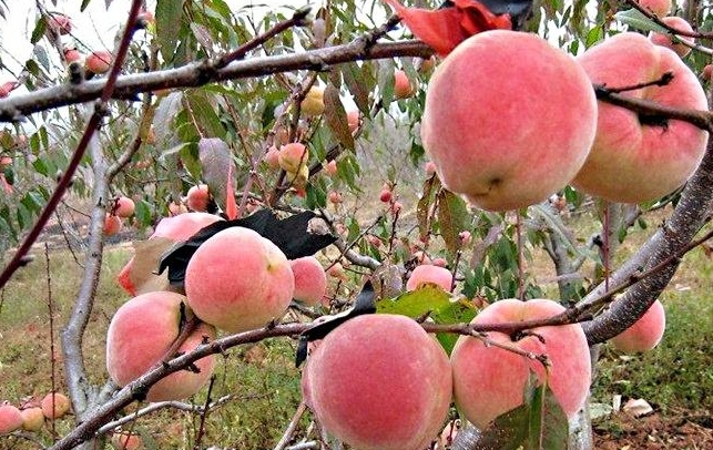 河北阜城：整理资源变财富 乡村振兴生动力