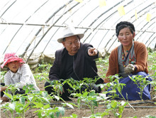 &ldquo;高原蔬菜专家&rdquo;张际明