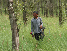 “植树固沙人”侯贵