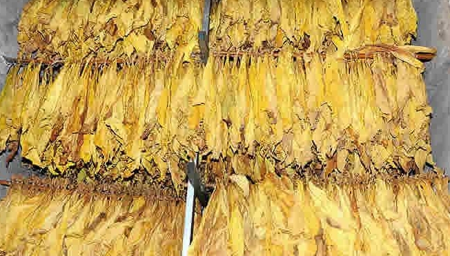 聋哑兄弟种烟脱贫记