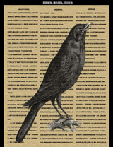 如您爱鸟，请去观鸟，切勿关鸟