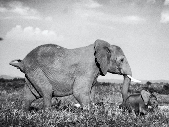对象牙制品说不！
