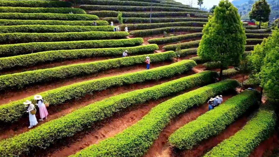 新华视点丨春日农事新图景 创新融合促振兴