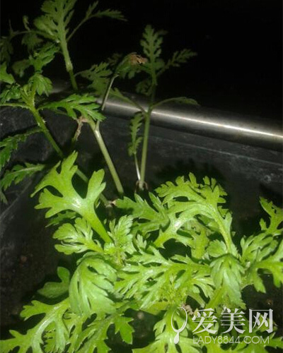  白萝卜排毒净体！19种高人气排毒食物 