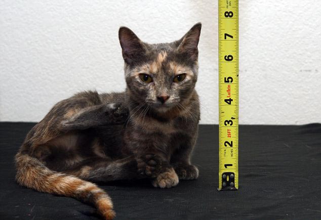 美宠物猫身高不足13厘米或成世界最矮