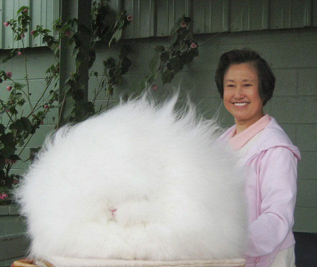 美兔子毛长26厘米酷似巨型毛球【图】